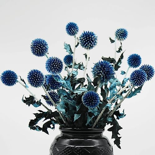 20+ Kugeln Getrocknete Blaudistel Blumen Blumenstrauß - 38,1 cm konservierte Echinops Globus Blume für Hochzeit, Boho-Party, Heimdekoration, Tischzentrum, DIY Blumenarrangements