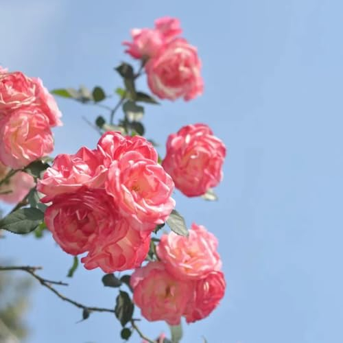 300 pcs rosen samen kletterrosen winterhart rosen pflanzen samen bonsai samen wildblumensamen zimmerpflanzen gewächshaus balkon winterharte pflanzen für garten gartenpflanzen blumensamen