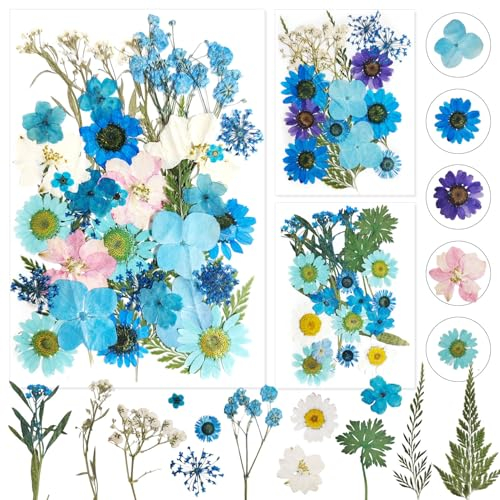 Dog's Booty Gepresste Blüten Getrocknete Blumen Getrocknete Blüten Trockenblumen Gepresst Blüten Getrocknet Trockenblumen Blau Echte Natürliche Blumen für DIY Harz Schmuck Kunsthandwerk