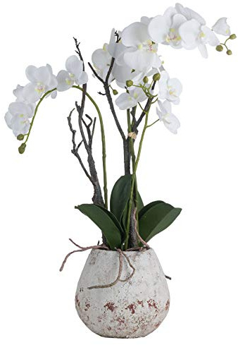 The Recipe White Orchid In Stone Pot, 19956