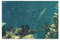 Subnautica 19 Leinwand-Poster, Schlafzimmer, Dekoration, Sport, Landschaft, Büro, Raumdekoration, Geschenk, ungerahmt: 30 x 45 cm