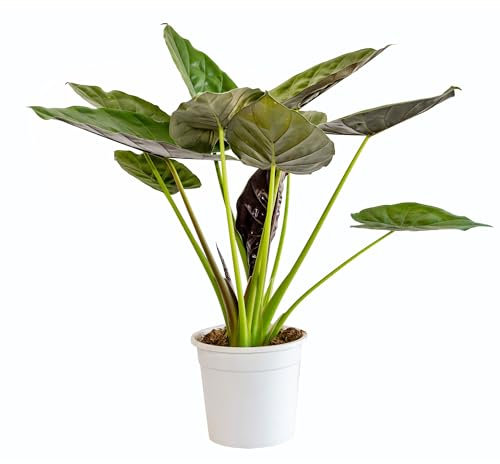 Bonplants Alocasia, Pianta Vera Tropicale, Vaso 21 cm (Wentii 60 cm)