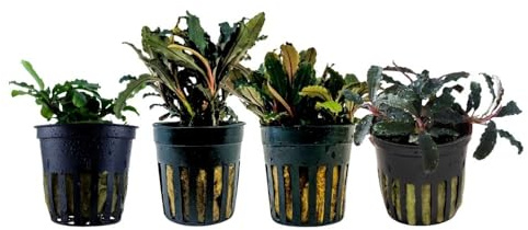 AquaOne 4x Bucephalandra Wasserpflanzen Aufsitzer Aquarienpflanzen | Kedagang bukit kelam red blue green, Einfaches Nanobecken Set
