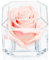 A 100% Real Rose That Lasts Years - Eternal Petals, Handmade in UK – White Gold Solo with A Clear Crystal (Blush)