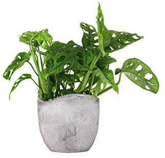 Filodendro pianta vera, Monstera Obliqua o Monkey Leaf | Vaso artigianale FLOB Ø 14 | Altezza 30-35 cm| Flob flower Cemento Onda