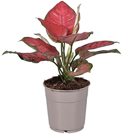 Rare Aglaonema Cherry Baby | Chinese Evergreen Indoor Plant (25-35cm in Pot)