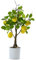 ZHDOKa Plantas Artificiales en Maceta, 17.7 Pulgadas, árbol Falso de Limón/naranja, Bonsái de Espuma Sintética, Granada, árbol de Cítricos con Maceta Blanca, Planta de Hoja(Limón artificial)