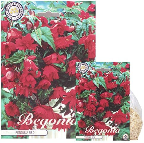 Sommerblumen-Zwiebel-Set, Begonien, Lupinen und Alstroemerien, Winterhart, Bio-Mischung, Mehrfarbig (3 x Begonien Pendula Rot)