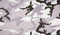 FABRICS-CITY GRAU/WEIß WINTER CAMOUFLAGE 100% BAUMWOLLE STOFF STOFFE, 3529
