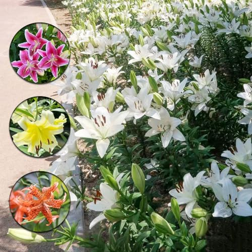 5 pcs winterharte pflanzen für garten lilien zwiebeln, blumenzwiebeln frühblüher blumendeko Lilium brownii - lilie baumlilien Hydrokultur stauden winterhart mehrjährig kübelpflanzen