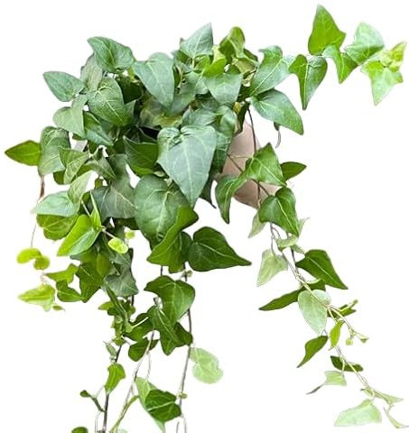 Hiedra Natural Planta de Interior y Exterior con Riego Moderado