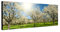 Sinus Art Wandbild 150x50cm Apfelbäume Blüten Frühling Sonnenlicht