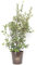 Quercus ilex, Leccio, Cespuglio, Pianta vera in vaso Vannucci Piante, Pianta da terrazzo (cod. 5) (1x)