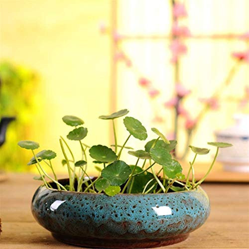 OLSKFUH Keramik Blumentopf Haushalt Indoor Blumentopf Rund Sukkulenten Topf Hydrokultur Blume Pflanze Garten Pflanze Container Blumentopf Dekor