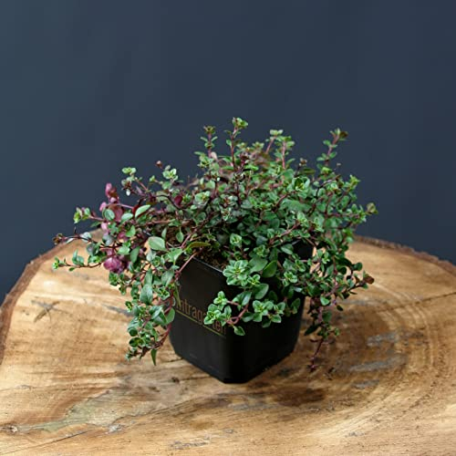 40 Stück Thymus serpyllum von Intragarten Bodendecker Sand-Thymian im Topf
