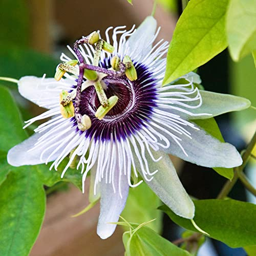 Passiflora Beauty of Hannover | Passion Flower | Evergreen Climbing Exotic Garden Plant in 9cm Pot | Garden Ready Shrub for Containers Walls and Fences (9cm Pot, 20-30cm)