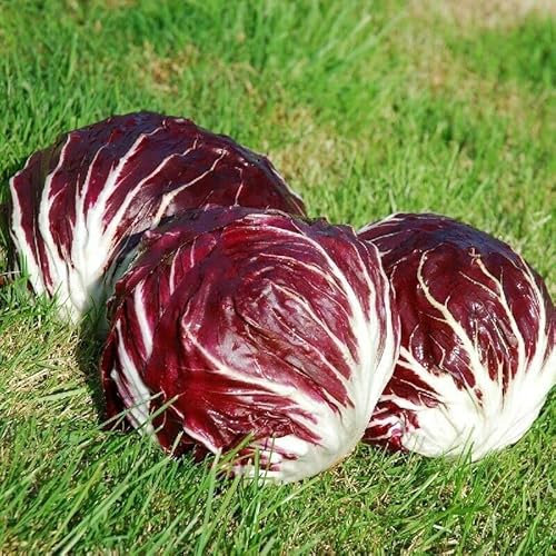 Radicchio Palla Rossa - Chicory - 25+ seeds - Semillas - Seeds - Seeds L 040 –