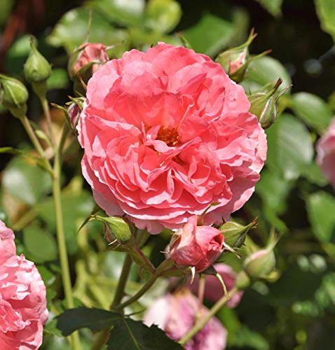 Hochstamm Rose Rosarium Uetersen® 80-100cm - lebende Gartenpflanze aus den Baumschulen
