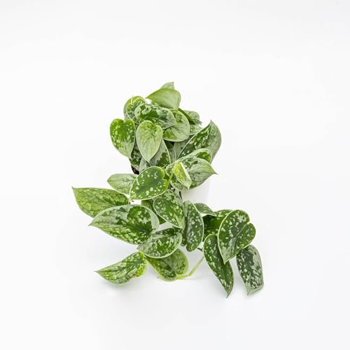 Vivai le Georgiche - Pianta vera di Pothos pictus Silvery Ann - vaso Ø 14 cm