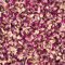 'Baisers de rose et rubis' Rose Vintage & Rouge Bordeaux Rose Wedding Confetti Eco Biodegradable Natural Flower Petals 1 Litre (058)