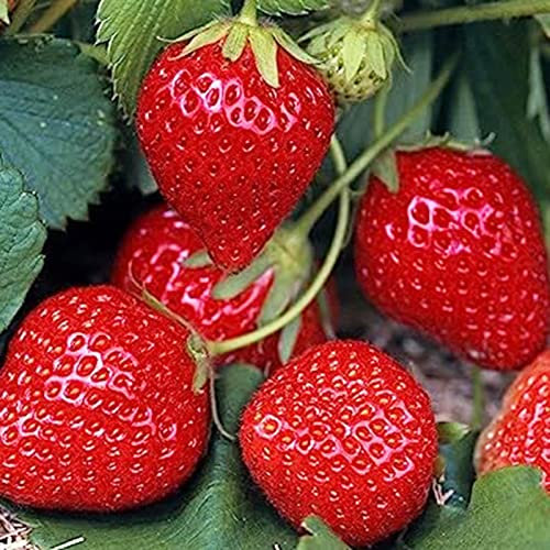 Semi di fragola, 1000 pezzi di semi di fragola per piantare semi per piantare frutta e verdura, dolci semi di frutta deliziosi non OGM Giardino domestico Semi idroponici Semi