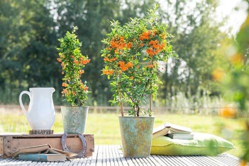 Pyracantha 'Orange Glow' 80-100 cm - Feuerdorn, orange Beeren, immergrün, ideal als Hecke, vogelfreundlich, winterhart