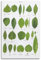HNPBB Vintage Plant Poster Tree Species Identification Poster Decorative Painting Canvas Wall Posters And Art Picture Print Modern Family Bedroom Decor Posters 24x36inch(60x90cm)