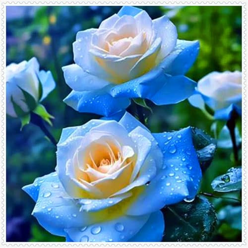 Farbenfrohe und seltene Rosen, winterharte, hochwertige mehrjährige Zwiebeln, geeignet für die Innen- und Gartendekoration, elegant und schön.-1 zwiebel-A