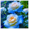 Farbenfrohe und seltene Rosen, winterharte, hochwertige mehrjährige Zwiebeln, geeignet für die Innen- und Gartendekoration, elegant und schön.-1 zwiebel-A