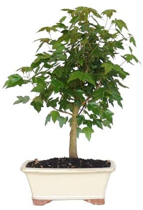 KENTIS - Trident Maple Bonsai - Acer Buergerianum - Echte Zierpflanze Für Den Außenbereich - H 32/42cm Ø 21 cm