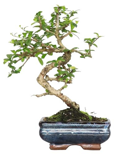KENTIS - Carmona Bonsai - Fukien Tea Bonsai Thé coréen - Vraies Plantes d'intérieur - Plante d'intérieur - H 25-35 cm Pot Ø 15 cm en forme de S