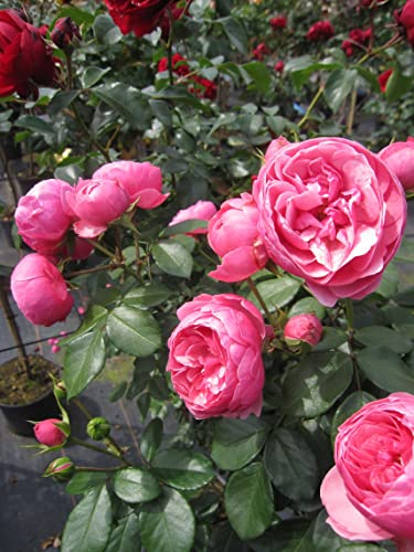 Stammrose Pomponella - ADR-Rose - Nostalgie-Rose - Kordes-Rose - Märchenrose