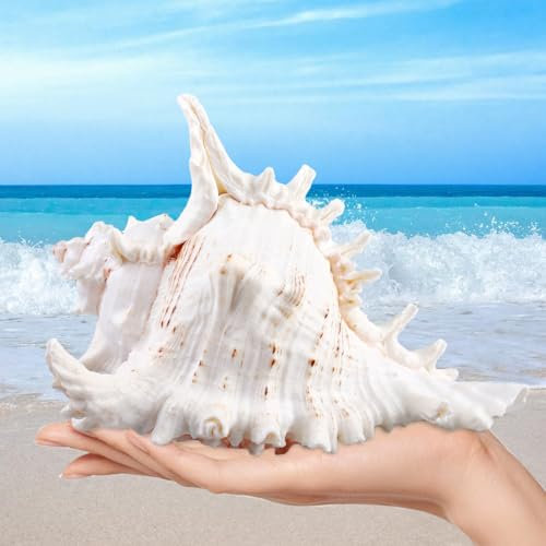 MEYAGOT Natürliche Muscheln,18-20cm Große Natürliche Muschelschalen,Große Muscheln Zum Basteln,Riesige Ocean Muschel Für DIY Handwerk Dekor,Strand-Mottopartys,Hochzeitsdekor
