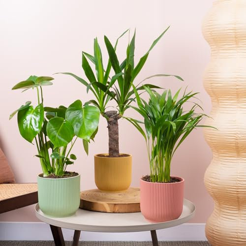 3 x Indoor House Plant Bundle - Swiss Cheese, Spineless Yucca, Areca Palm Natural Plants - Plant Mix of Monstera Deliciosa, Yucca Elephantipes, Areca Palm Lutescens Large Real Indoor Plants