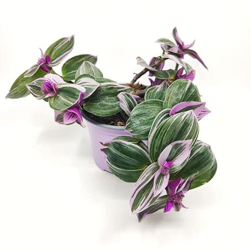 Tradescantia Nanouk Planta de Color Rosa Natural Planta Colgante