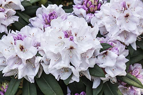 Rhododendron Hybr. 'Bismarck' 30-40 cm - Rhododendron, rosa Blüten, Blütezeit Mai-Juni, ideal für Halbschatten, immergrün, winterhart