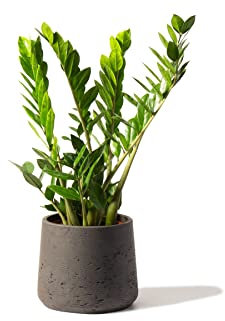 Perfect Plants Zamioculcas Plant - Exotic ZZ Plant - Air Purifying Indoor Plant in a 12cm Pot (30-40cm)