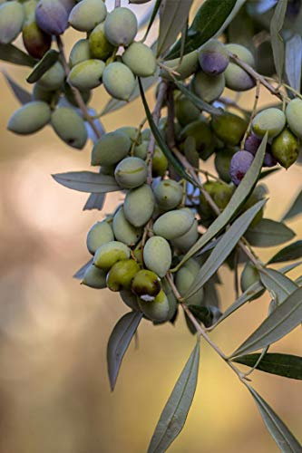 Pianta di Ulivo Albero di Olivo varietà Leccino Età 2 anni Pianta da esterno di Ulivo o Olea Europea Pianta vera da mangiare di Ulivo o Olivo venduta da eGarden.store