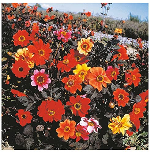 PREMIER SEEDS DIRECT - Dahlia Seeds - Bishops Children (400 Seeds)