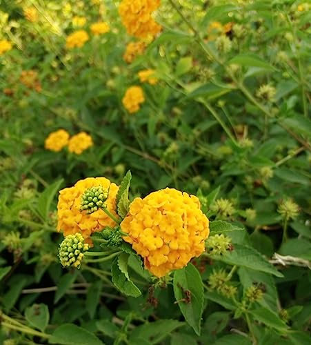 Stock 10 Lantana Sellowiana Gialla – Pianta Tappezzante da Esterno Vaso 14 cm, Fioritura Estiva Prolungata, Ideale per Giardino, Balcone o Mare – FOTO REALI