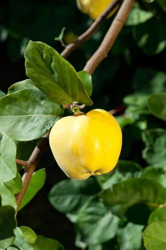 Cydonia 'Apfelquitte' 40 cm Stammhöhe - Apfelquitte, gelbe Früchte, Erntezeit Oktober, ideal für Obstgärten, pflegeleicht und winterhart