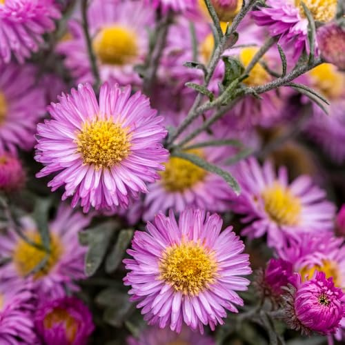 Aster 'Sarah Ballard'. 2L Plant. Perennial pink flowers. Plants for pollinators. Available from Bedwen Plants
