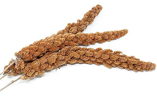 Leimüller Kolbenhirse rot französisch 1kg Vogelfutter Vögel Wildvögel Hirse | Für Wellensittiche, Papageien & Kanarien, artgerechtes Vogelfutter, fördert Wohlbefinden
