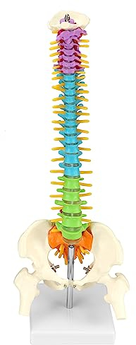 QWORK® Flexibles menschliches Wirbelsäulenmodell mit Spinalnerven, Becken und Oberschenkeln, anatomisches Modell der Wirbelsäule für Medizinstudenten Ärzte und Lehrer - 45 cm