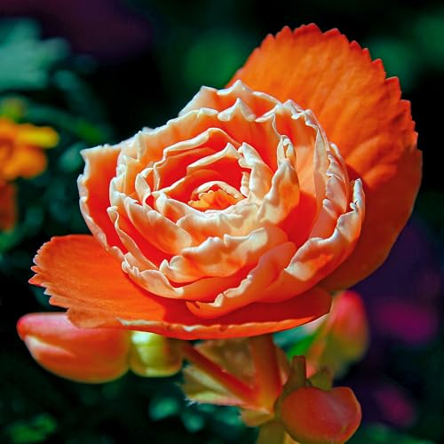 Begonie Doppelt Orange, 5 Begonien knollen aus Holland, Echte Blumenampel Begonien Pflanzen (keine Samen und nicht künstlich), mehrjährig für Töpfe und Balkone, nicht winterhart