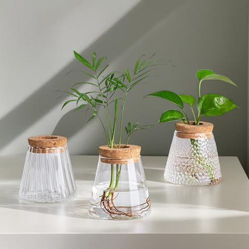ZONJIE Terrarium Vase Glas - Propagation Station Klein Blumenvasen Set, Hydrokultur Ableger Mit Holzlippe für Pflanzen, Geschenk Wohnzimmer Büro