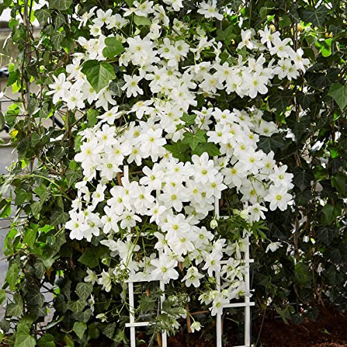 Clematis Avalanche – Waldrebe – Schlingpflanze – Immergrün – ⌀15 cm – 60-70 cm