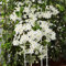 Clematis Avalanche – Waldrebe – Schlingpflanze – Immergrün – ⌀15 cm – 60-70 cm
