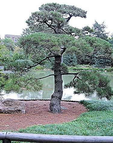 Graines de pin japonais, Pinus Thunbergii