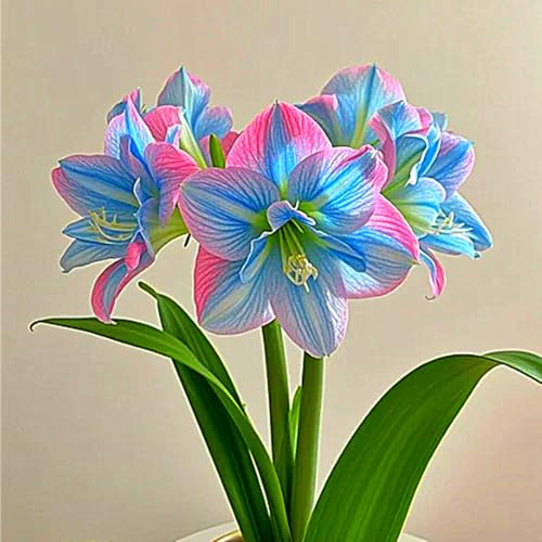 Amaryllis Rhizome,Amaryllis Rhizome Winterhart,SchöNe,Winterhart Rhizome,Amaryllis Rhizome-1 Rhizome-C